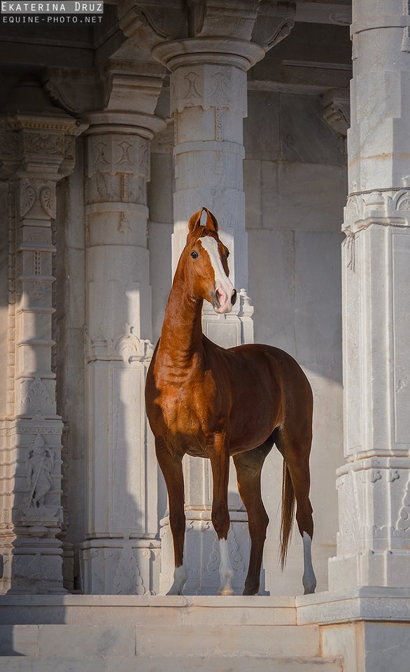 Ekaterina Druz Horse Photographer - Marwari mare Tajroop standing on the porch of main entrance to the beautiful jain temple in India